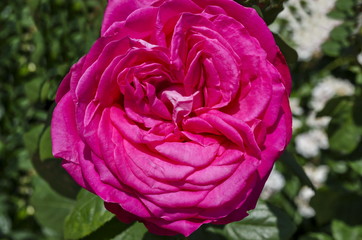 Pink rose bush in bloom at natural outdoor garden, Sofia, Bulgaria 