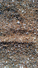 Sea shells beach
