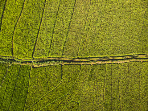 Green rice field aerial photography, Location: Yogyakarta, Indonesia - 15 July 2018