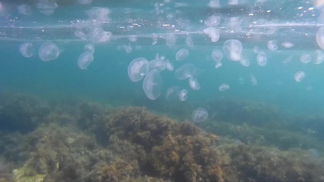 Jellyfish in the sea under water. Beautiful Morris background.