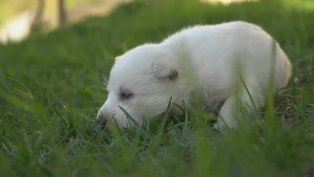 little husky puppy