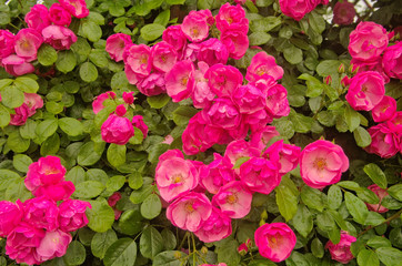Beautiful climbing Rose Angela (Rosa Angela) is a hybrid floribunda rose cultivars ,has a fragrant soft large clusters of delicate cupped blooms in deep pink color and light pink in the center.