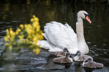 Schwan mit Kücken