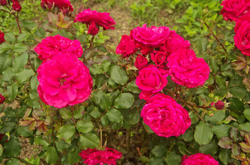 Beautiful deep red rambling rose is Chevy Chase cultivar ,has large clusters of small and very double blooms of rich deep crimson use as summer ornamental floweing plant in the garden and public park.
