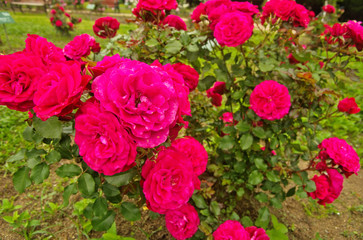 Beautiful deep red rambling rose is Chevy Chase cultivar ,has large clusters of small and very double blooms of rich deep crimson use as summer ornamental floweing plant in the garden and public park.