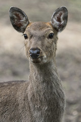 Naklejka na ściany i meble Dappled deer close-up portrait captured in the wild
