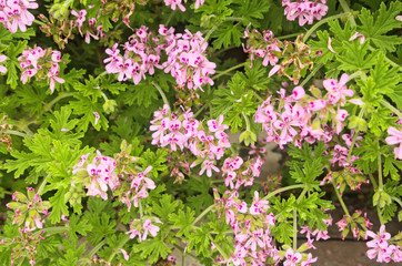 Light Pink Rose geranium or Sweet scented geranium (Pelargonium graveolens) in the garden. Citrosa...