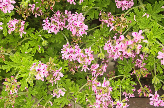 Citrosa pelargonium 2024