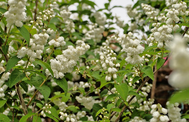 Blooming Fuzzy deutzia flower (Deutzia scabra) in pure white color is a deciduous shrub or small tree with arching branches that form a rounded crown that is native in Japan and China.