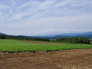 北海道富良野麓郷の畑作風景