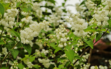 Blooming Fuzzy deutzia flower (Deutzia scabra) in pure white color is a deciduous shrub or small tree with arching branches that form a rounded crown that is native in Japan and China.