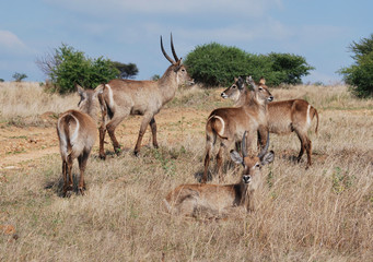 Antelopes in the jungle in South Africa