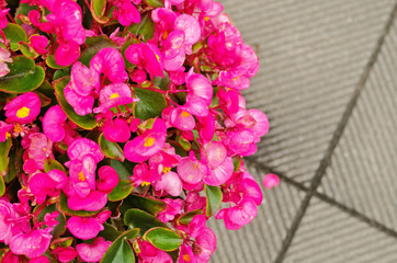 Fototapeta premium Wax Begonias or Fibrous Begonia (Begonia x semperflorens-cultorum) is a perennial plant ,has a colorful single or double flowers in pink, white, or red use as ornamental plant for shade gardens.