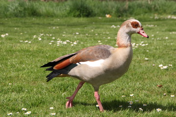 Nilgans River Nahe