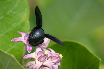 Xylocopa valga or carpenter bee on Apple of Sodom flowers