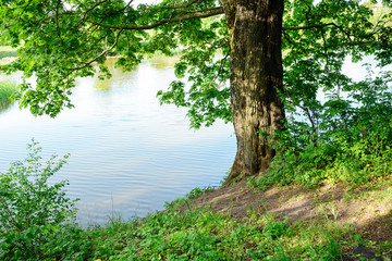 river bank with one tree on a wonderful summer day