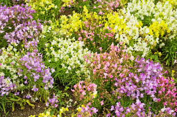 Obraz premium Colorful flower field of Linaria or Moroccan toadflax (Linaria maroccana) in a white ,yellow ,purple and pink color also call Baby Snapdragon flower ,use as an ornamental plant in flower garden.