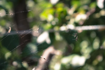 Spiderweb with mosquitoes