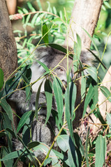 Koala in a eucalyptus tree in the Yarra Valley in Australia