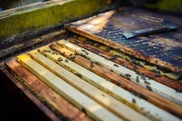 The beekeeper works with a honey bee