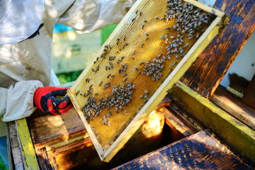 Naklejka na ściany i meble The beekeeper takes the frame with honeycomb from the hive