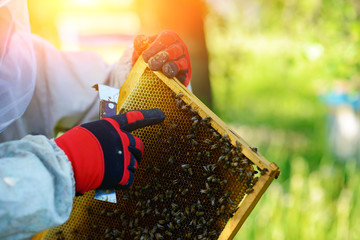 The beekeeper takes the frame with honeycomb from the hive
