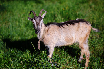 white goat grazing on a green meadow on a sunny day