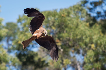 Flying wedge-tailed eagle in the Yarra Valley in Victoria, Australia