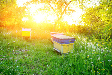 Polish landscape with beehives on ecological field
