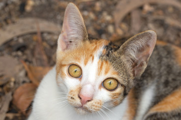 A three colour female cat with big yellow eyes is sitting on the ground. 
