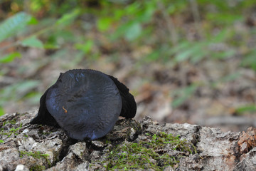 Bulgaria inquinans fungi