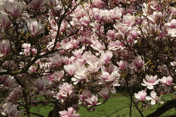 Fototapeta premium Magnolia Roseninsel Bad Kreuznach
