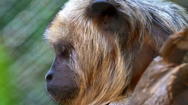 Black howler monkey close up