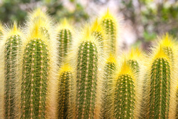 Cactus is the succulent plant with many different shapes, colors, variegated and beautiful flowers. Its native is in desert. People grow cactus for decorate in their garden, glasshouse or greenhouse.