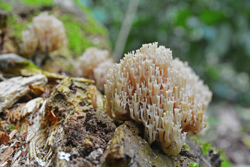 Artomyces pyxidatus coral fungus