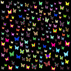 Numerous colorful butterflies