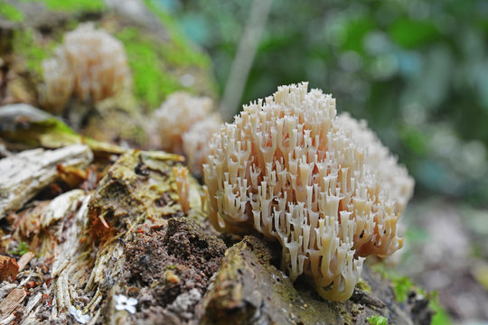 Artomyces pyxidatus coral fungus