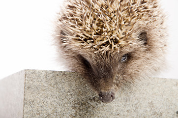 wild hedgehog on white background isolated
