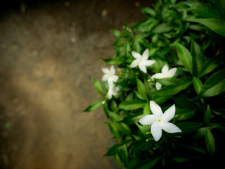 White Gadenia Flowers Blooming