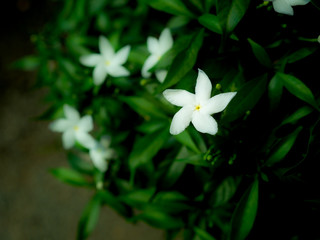 White Gadenia Flowers Blooming