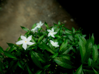 White Gadenia Flowers Blooming