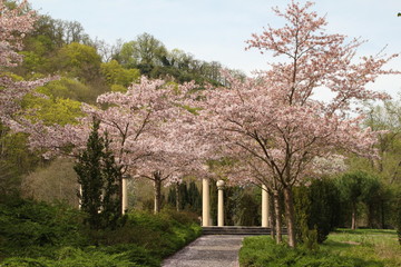 Kirschbluete Roseninsel Bad Kreuznach