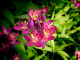 Pink Orchid Flowers Growing on The Ground
