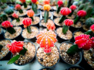 The Cactuss  Arranged in a Row