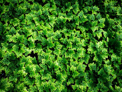 The Mountain Ebony Ferns