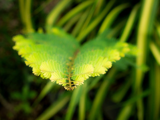 Top of Indian Gooseberry Leaves