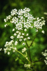 small white flowers on a green background