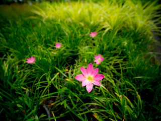 Pink Rain Lily Flowers Blooming
