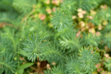 Spurge cypress grass