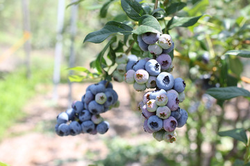 ブルーベリー農園